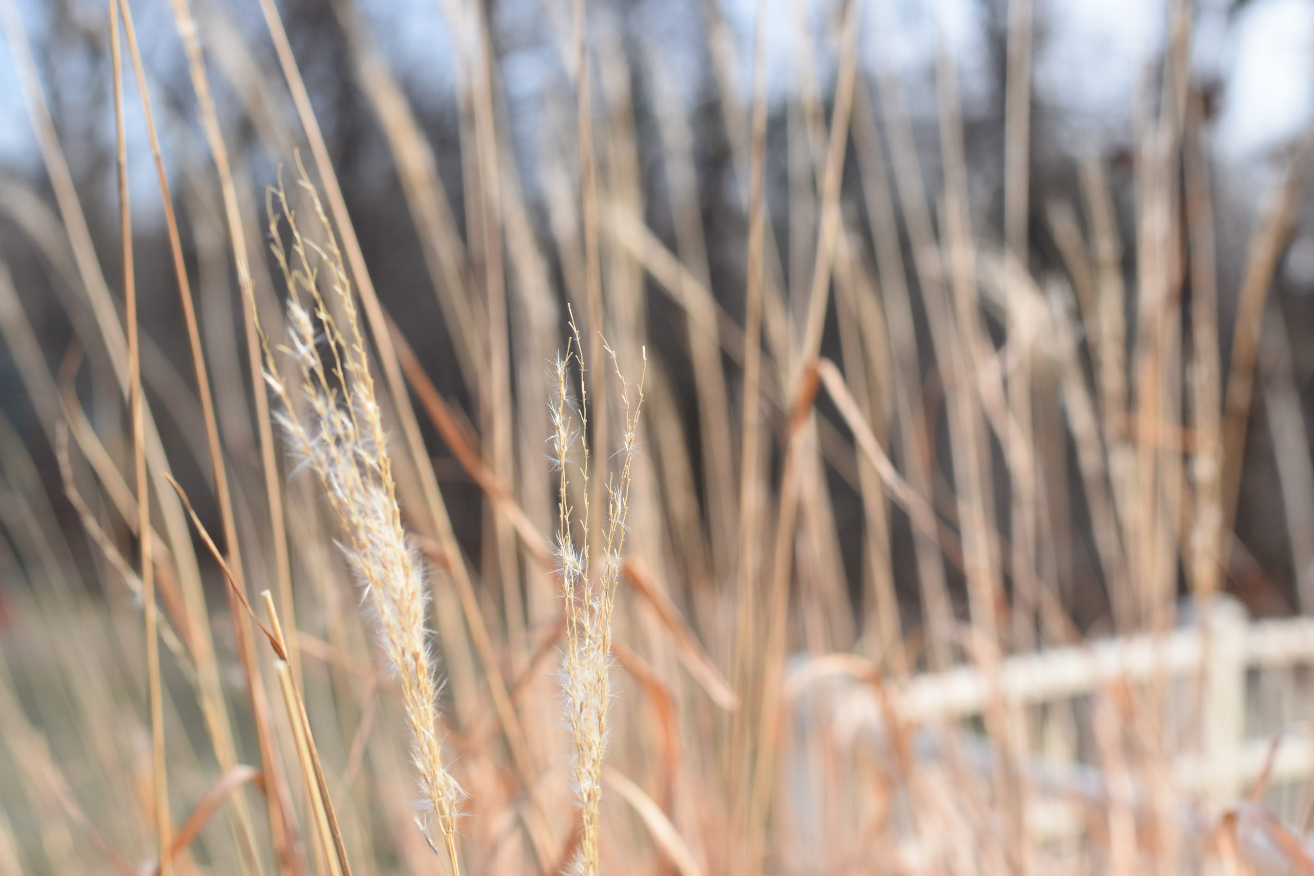 Grass wintered over