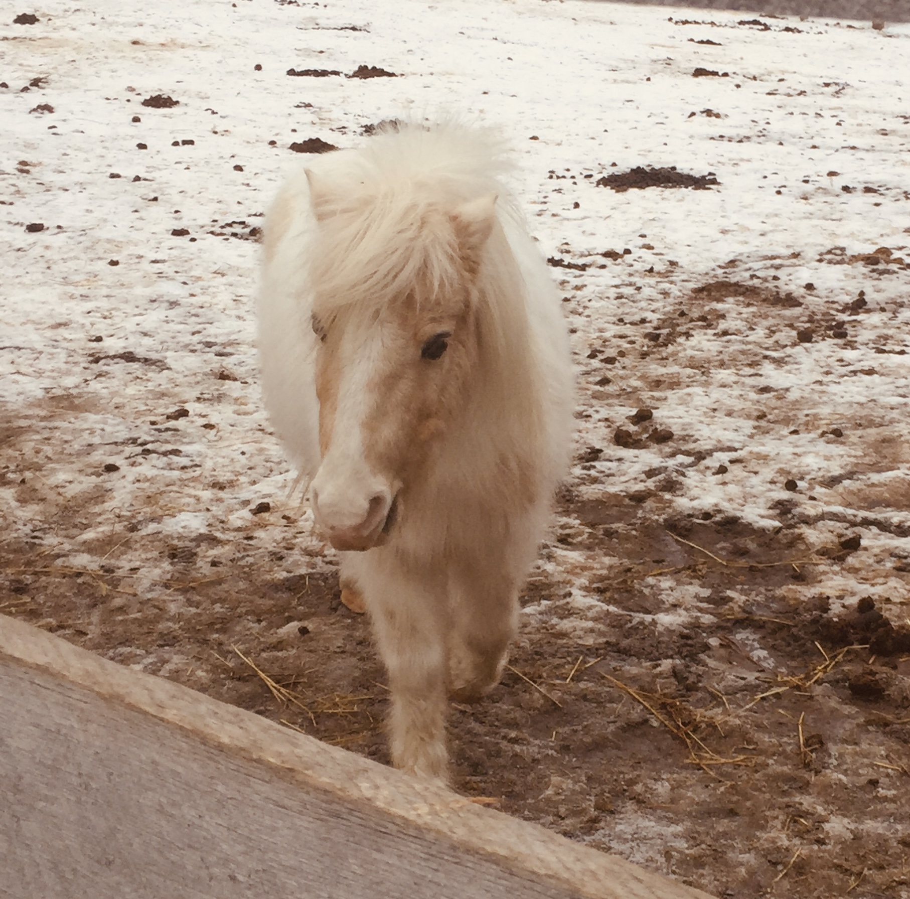 Boo, a miniature pony on Innisfree Farm