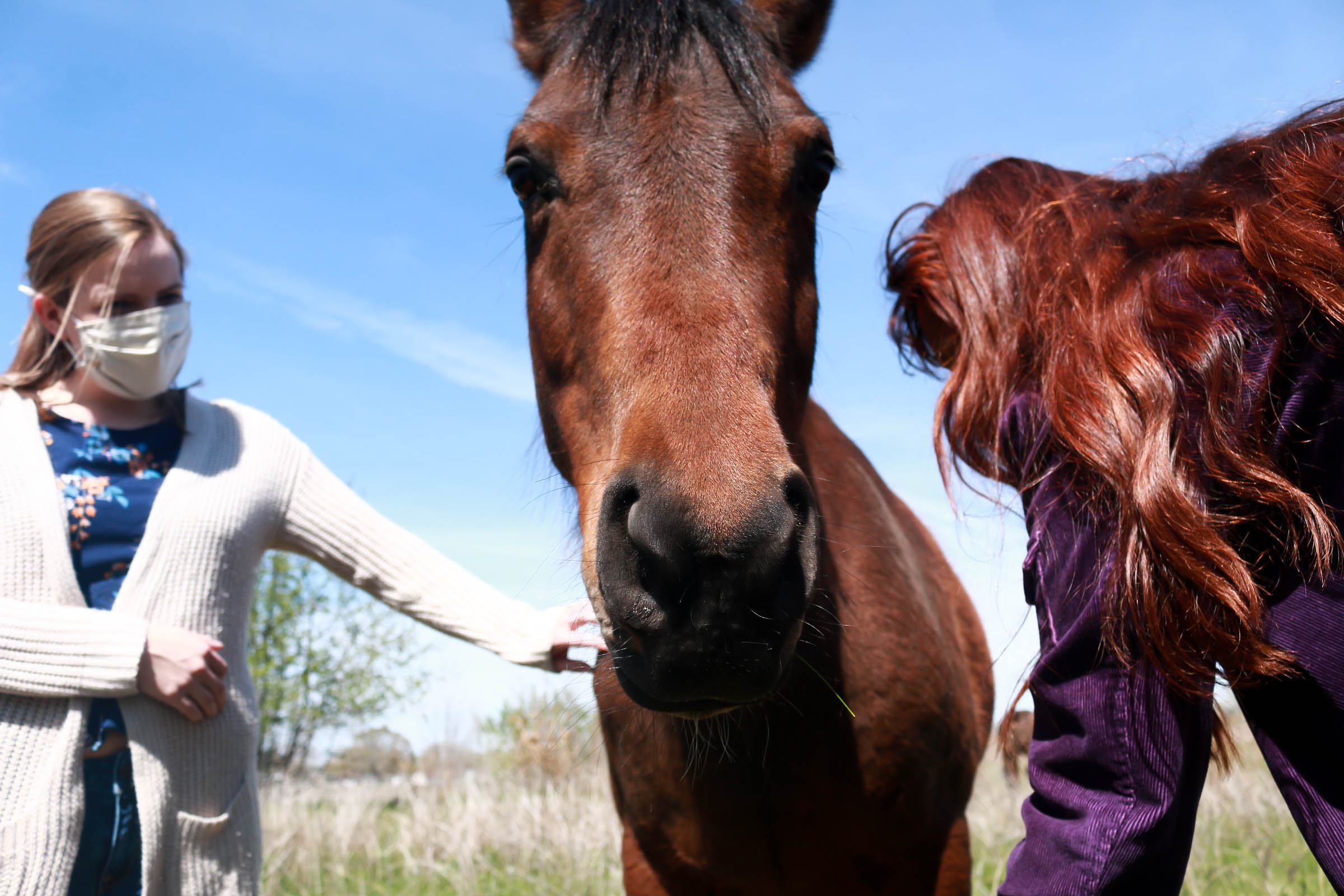 Coco, a horse in Waterloo, IA.