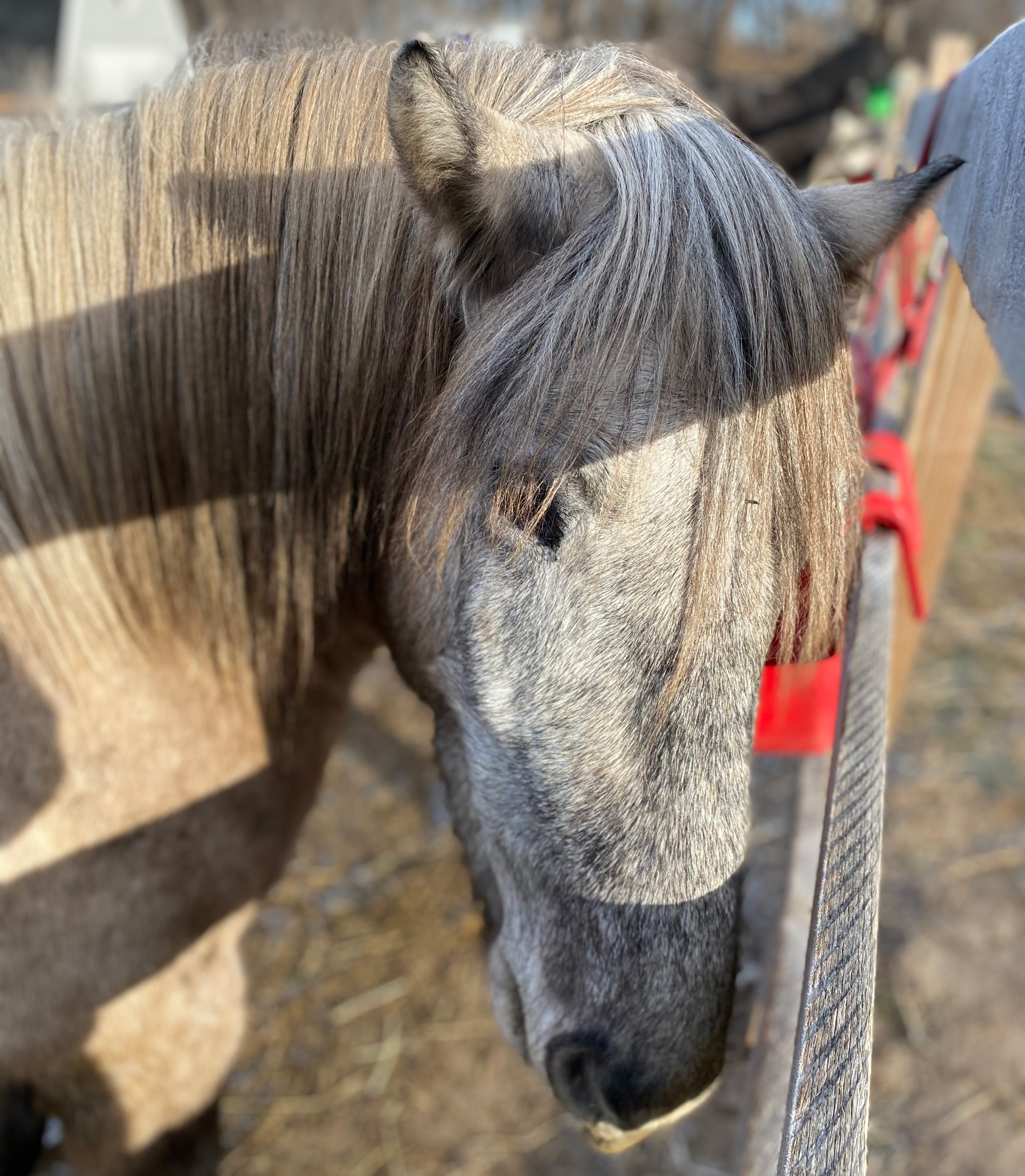 Duncan, a horse on Innisfree Farm.