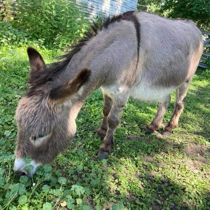 Ernest the donkey who lives in Waterloo, IA.
