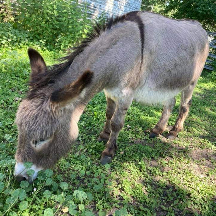 Ernest Ernest the donkey who lives in Waterloo, IA.