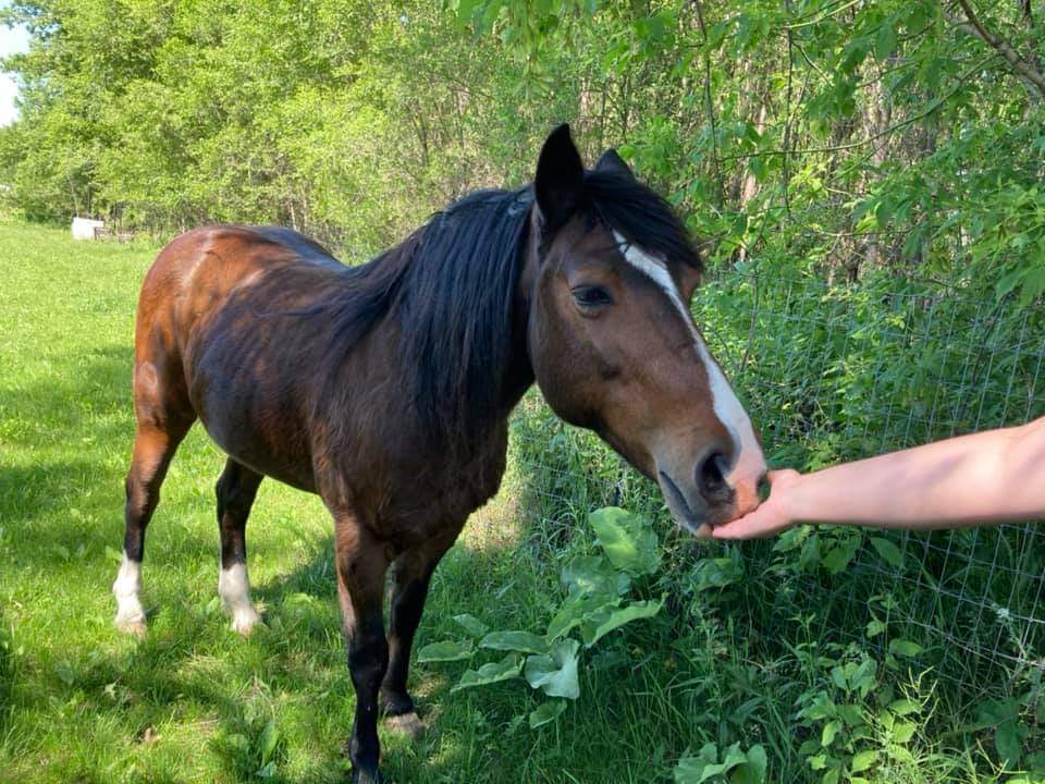 Pebbles the horse Pebbles, a horse in Waterloo