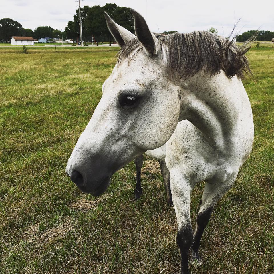 Zaria a horse in Hastings, MN Haastings horse named Zaria