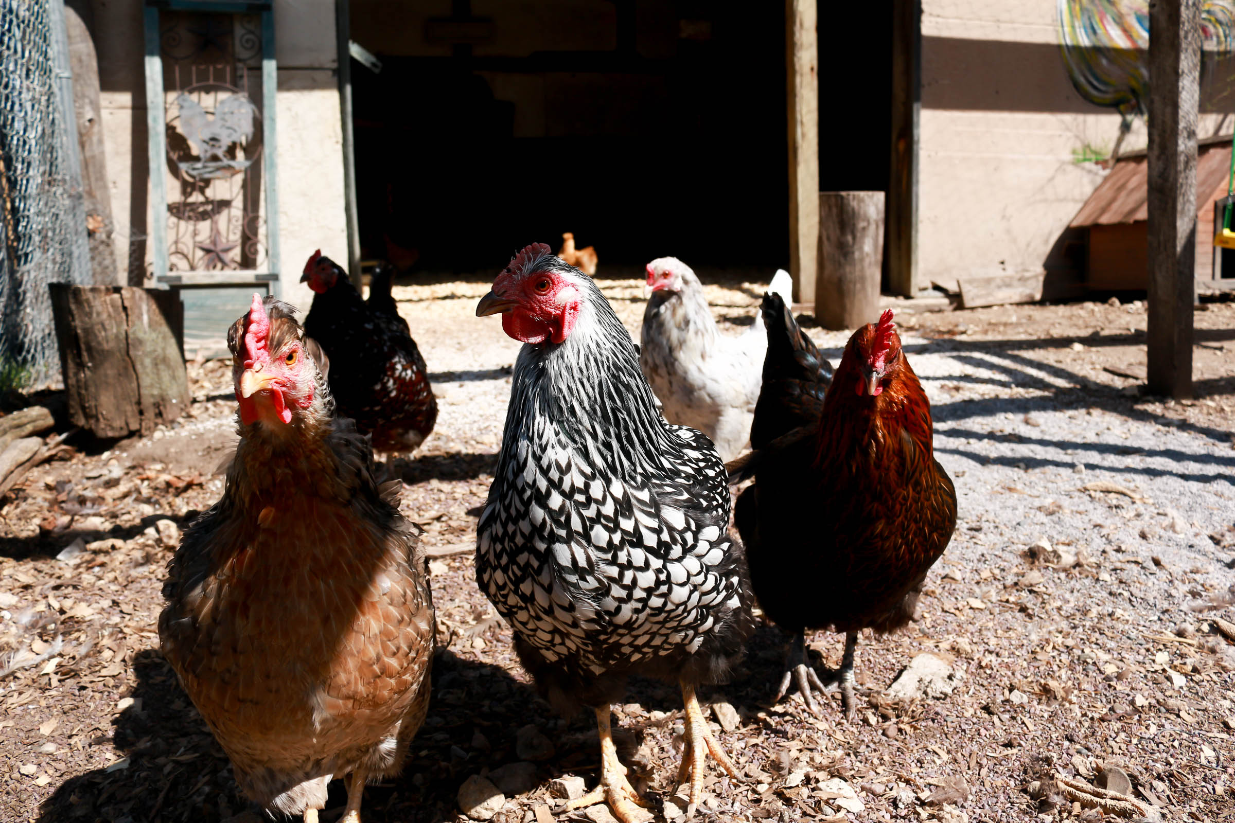 Waterloo chickens Waterloo chickens