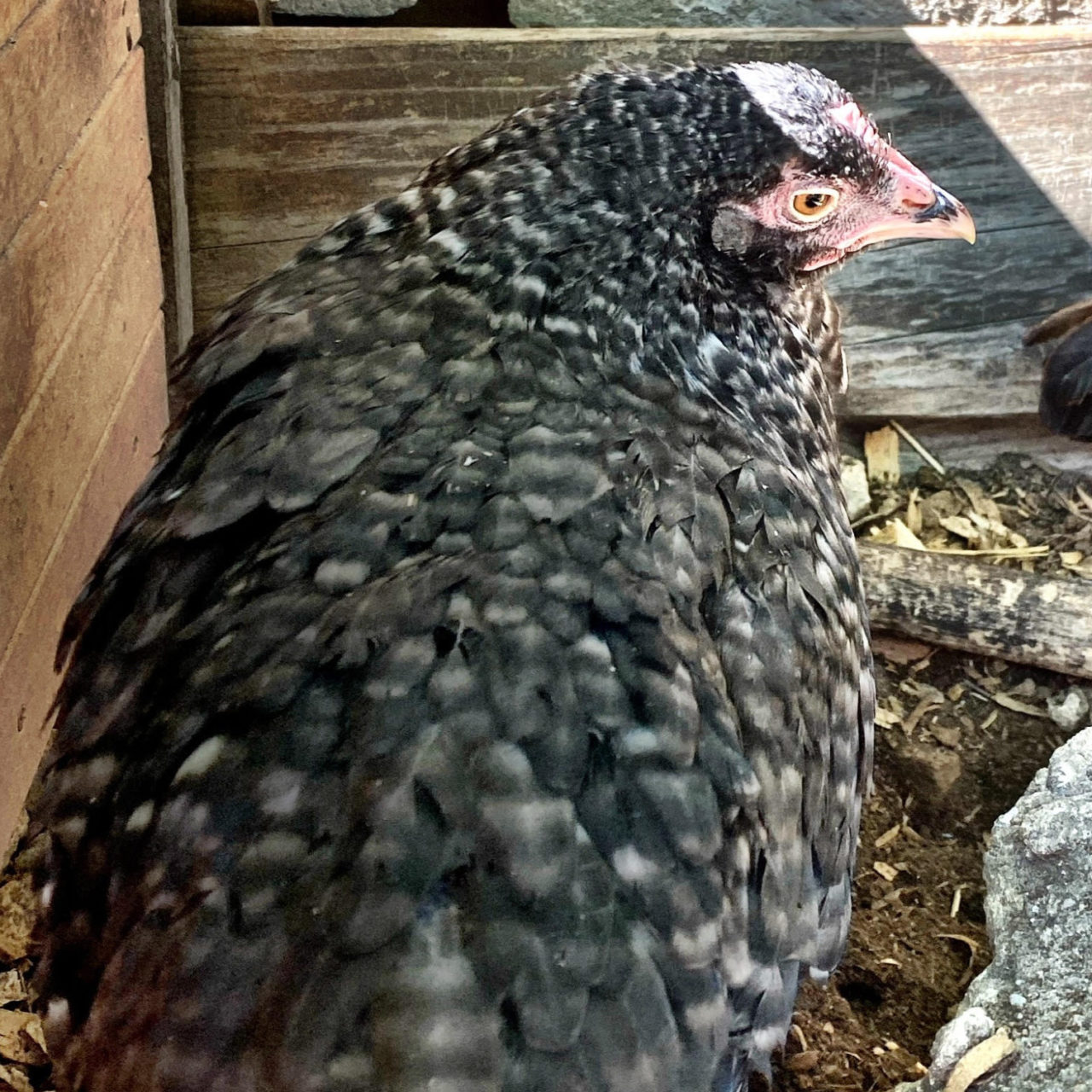 Portrait of Beth the chicken.