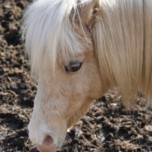 A miniature pony named Boo in Hastings, MN.