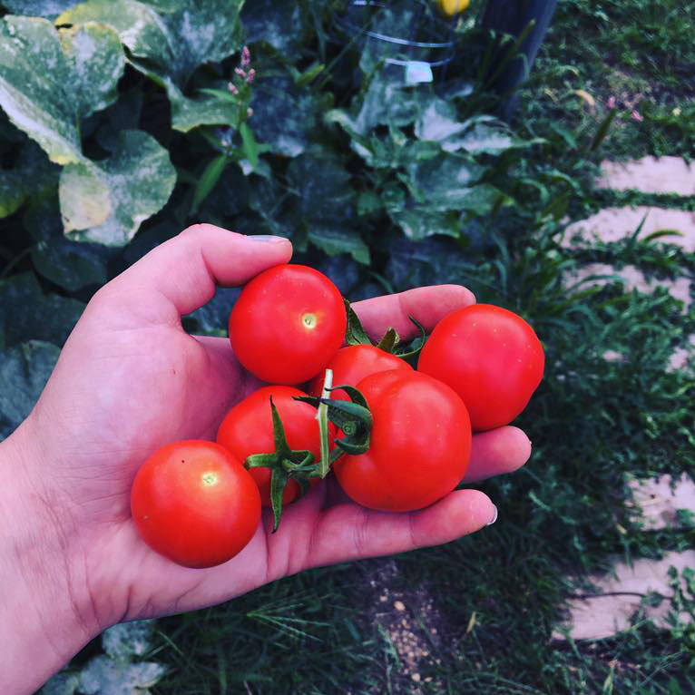 Garden, tomatoes Garden at Waterloo location.