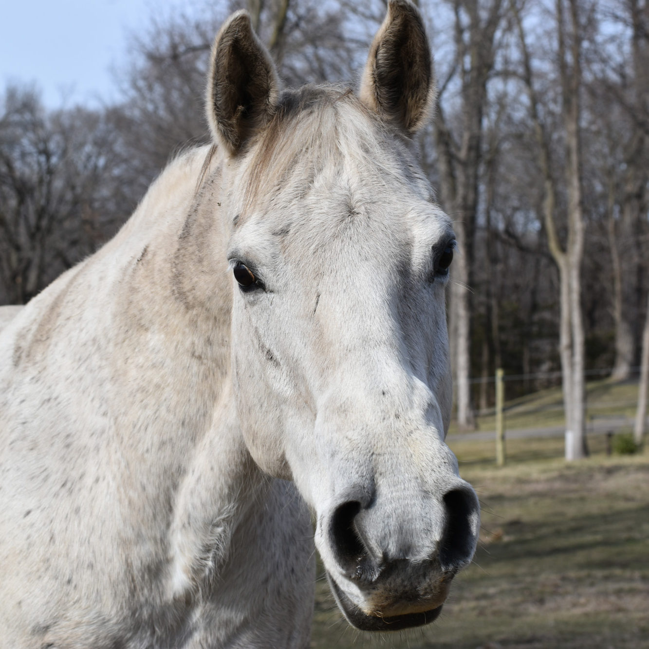 Zaria, a white mare on Innis Free Farm.