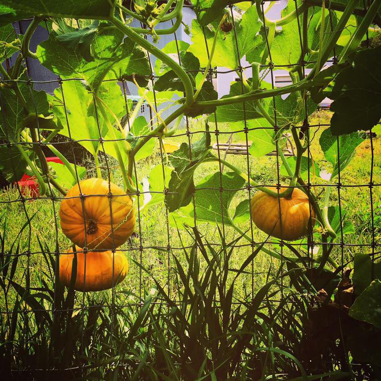 Pumpkins in Waterloo garden